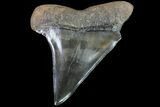 Fossil Mako Shark Tooth - Georgia #75236-1